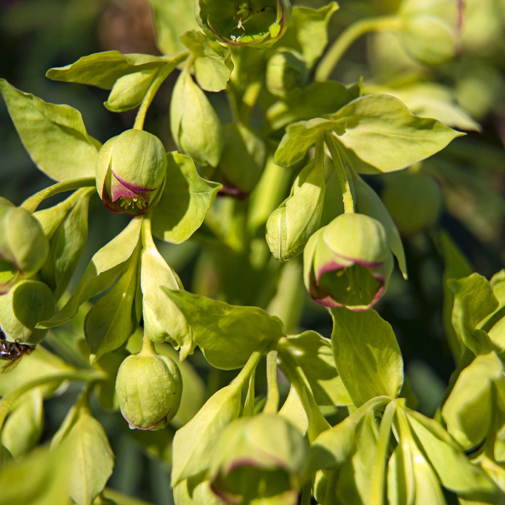 Helleborus foetidus - Stinkend nieskruid