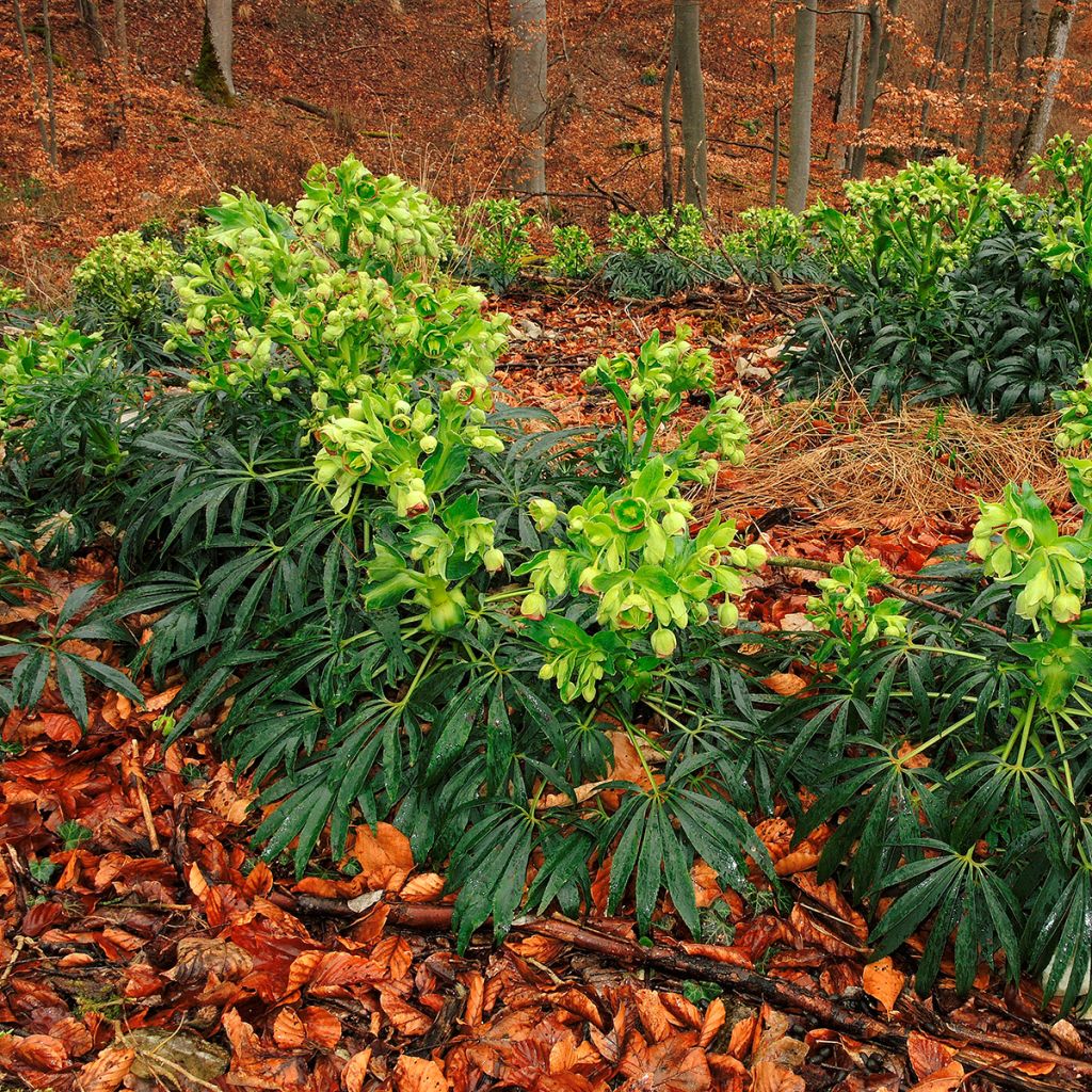 Helleborus foetidus - Stinkend nieskruid