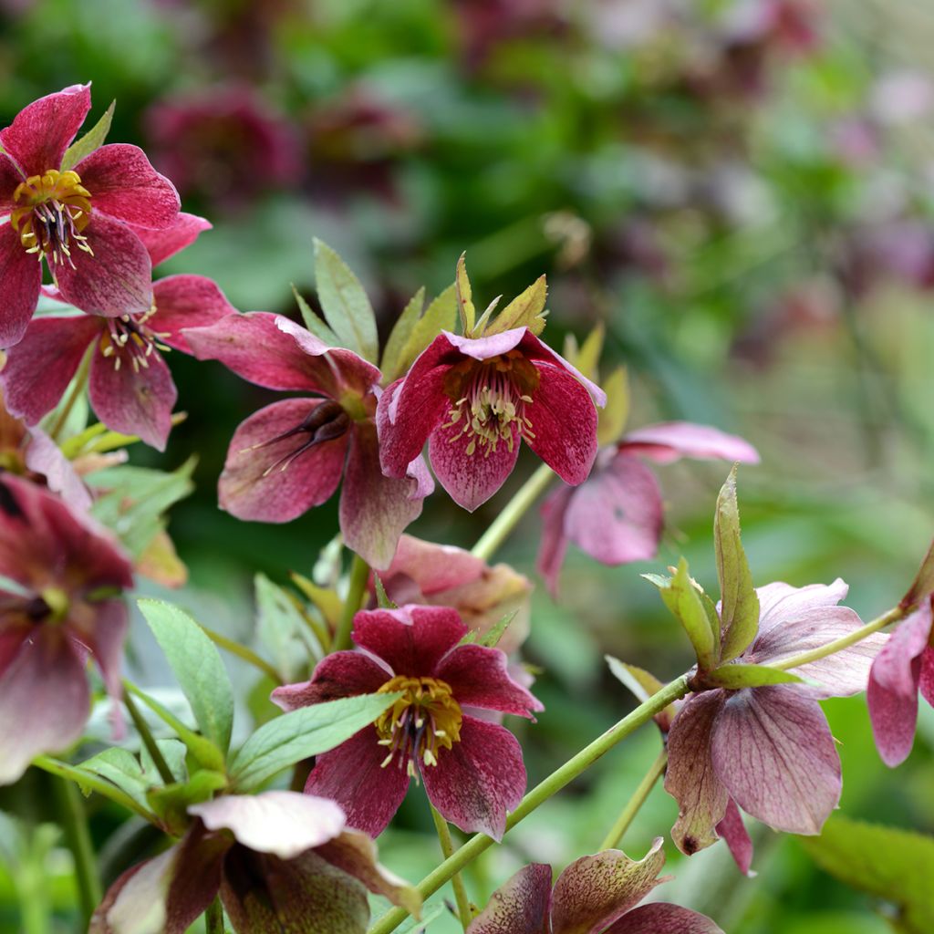Helleborus Red Hybrids - Lenteroos