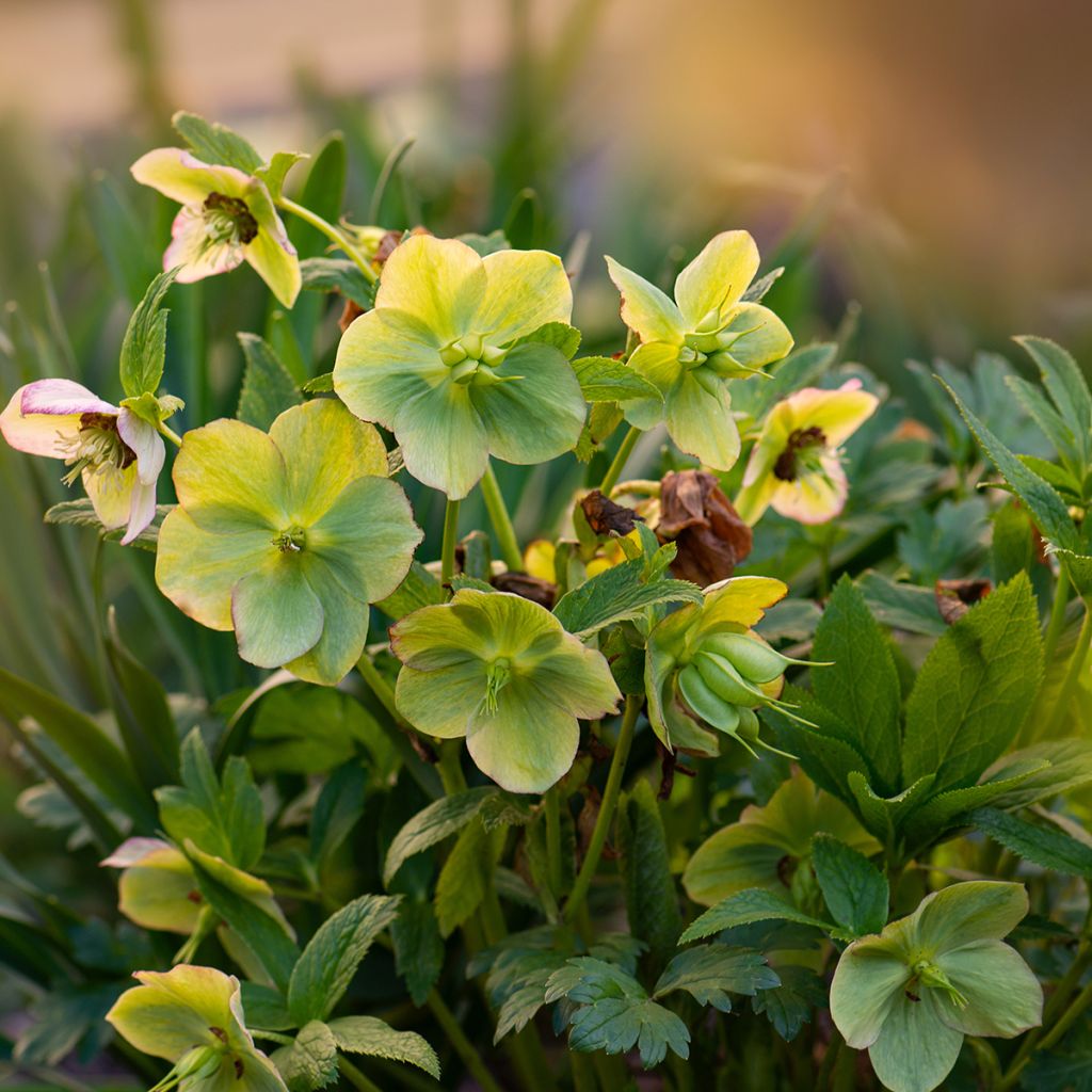 Helleborus Yellow Lady - Lenteroos