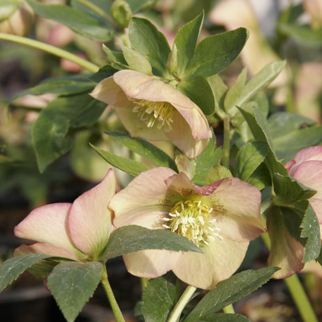 Helleborus nigercors Candy Love - Kerstroos