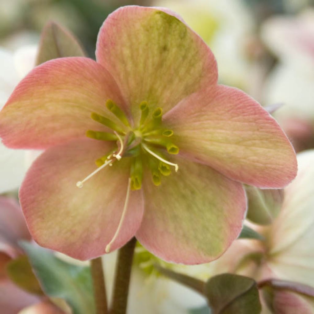 Helleborus nigercors Candy Love - Kerstroos