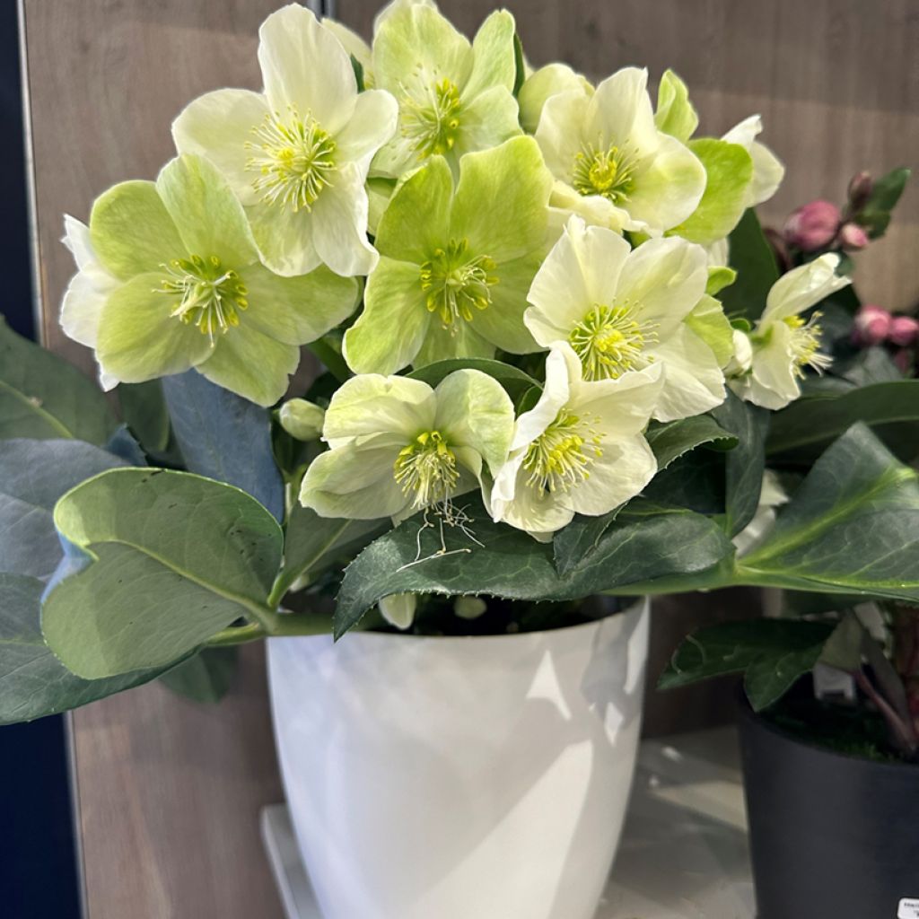 Helleborus ericsmithii Sid Ice - nieskruid