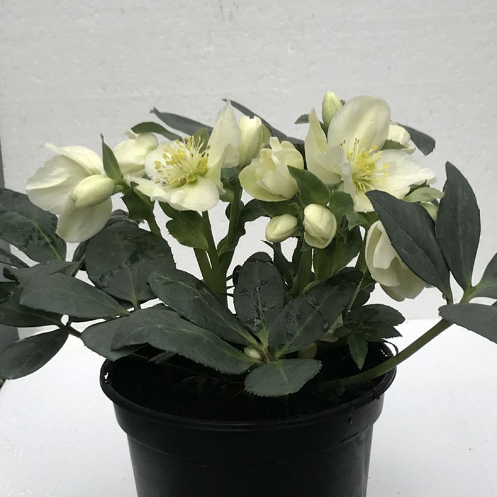 Helleborus ericsmithii Sid Ice - nieskruid