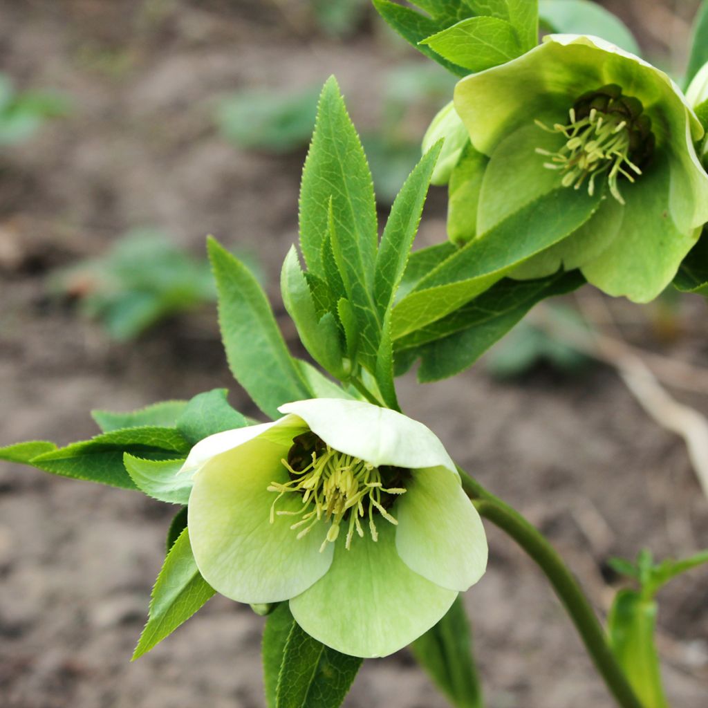 Helleborus White Red Center - Lenteroos wit rood