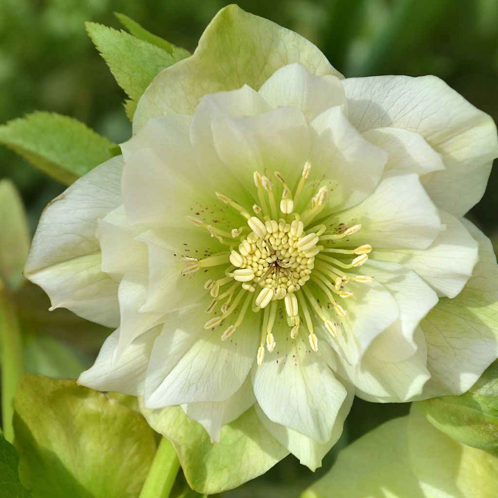 Helleborus Double White- lenteroos dubbel wit