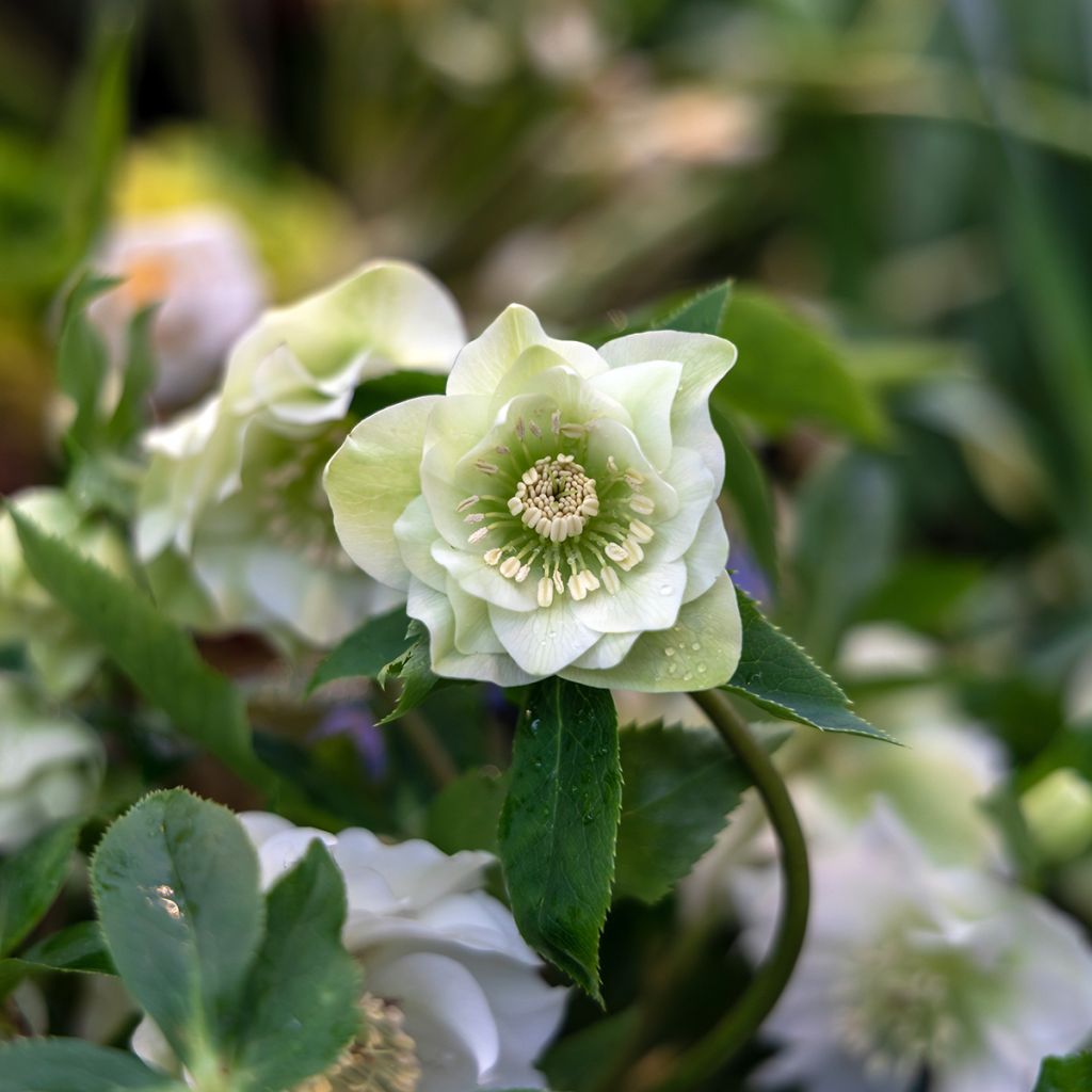 Helleborus Double White- lenteroos dubbel wit