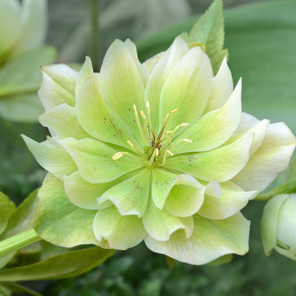 Helleborus Double White- lenteroos dubbel wit