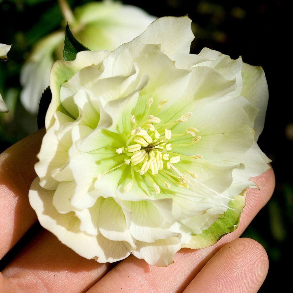 Helleborus Double White- lenteroos dubbel wit