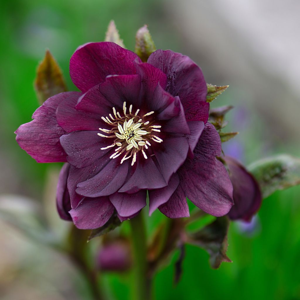 Helleborus Double Black - Lenteroos dubbel zwart
