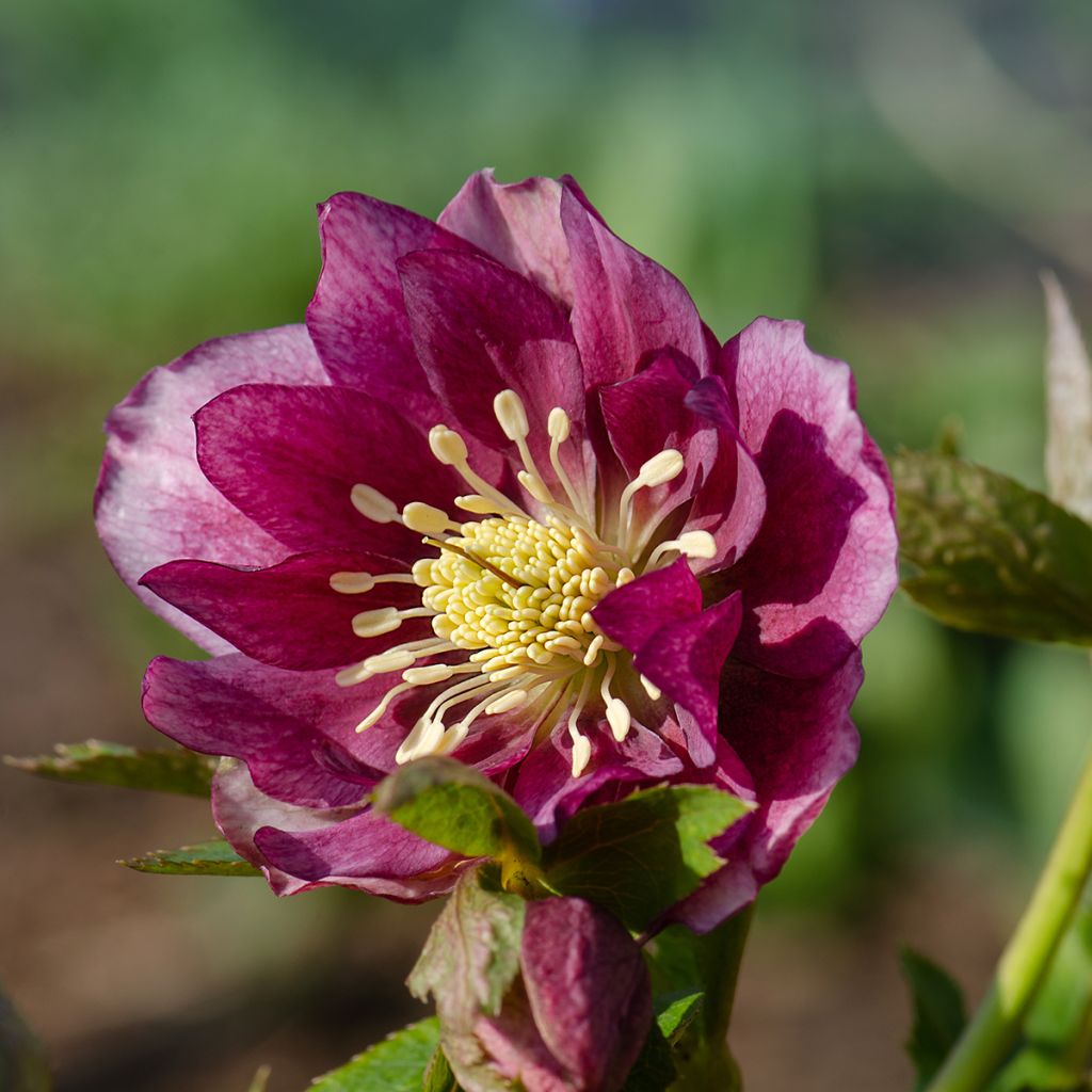 Helleborus Double Red - Lenteroos dubbel rood