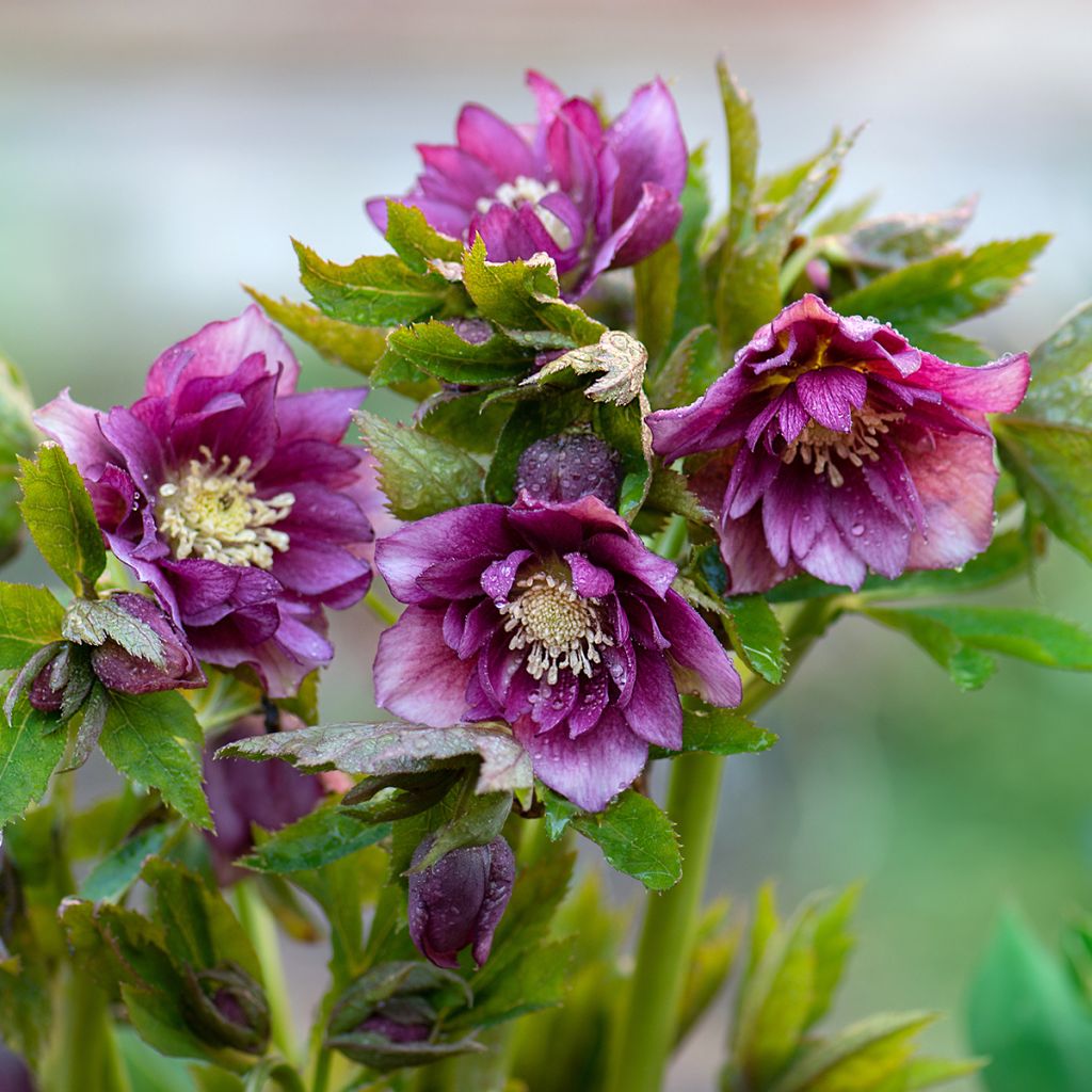 Helleborus Double Red - Lenteroos dubbel rood