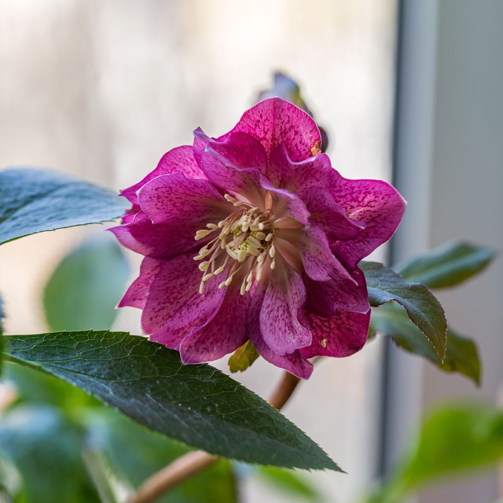 Helleborus Double Red - Lenteroos dubbel rood