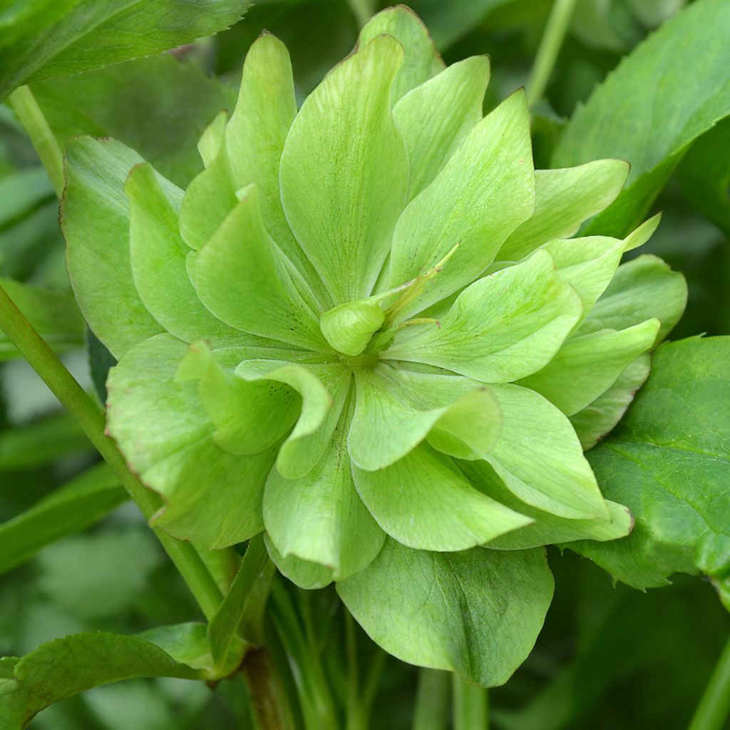 Helleborus Double Green - Lenteroos dubbel groen