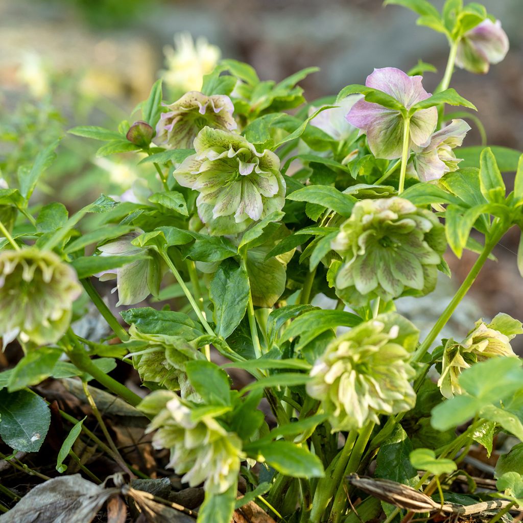 Helleborus Double Green guttatus - lenteroos dubbel groen gespikkeld