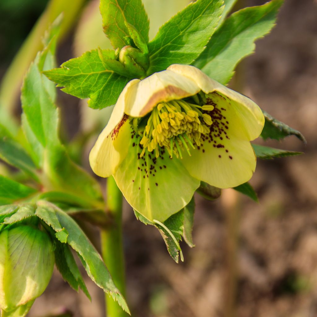 Helleborus Double Yellow guttatus - dubbel geel gespikkeld