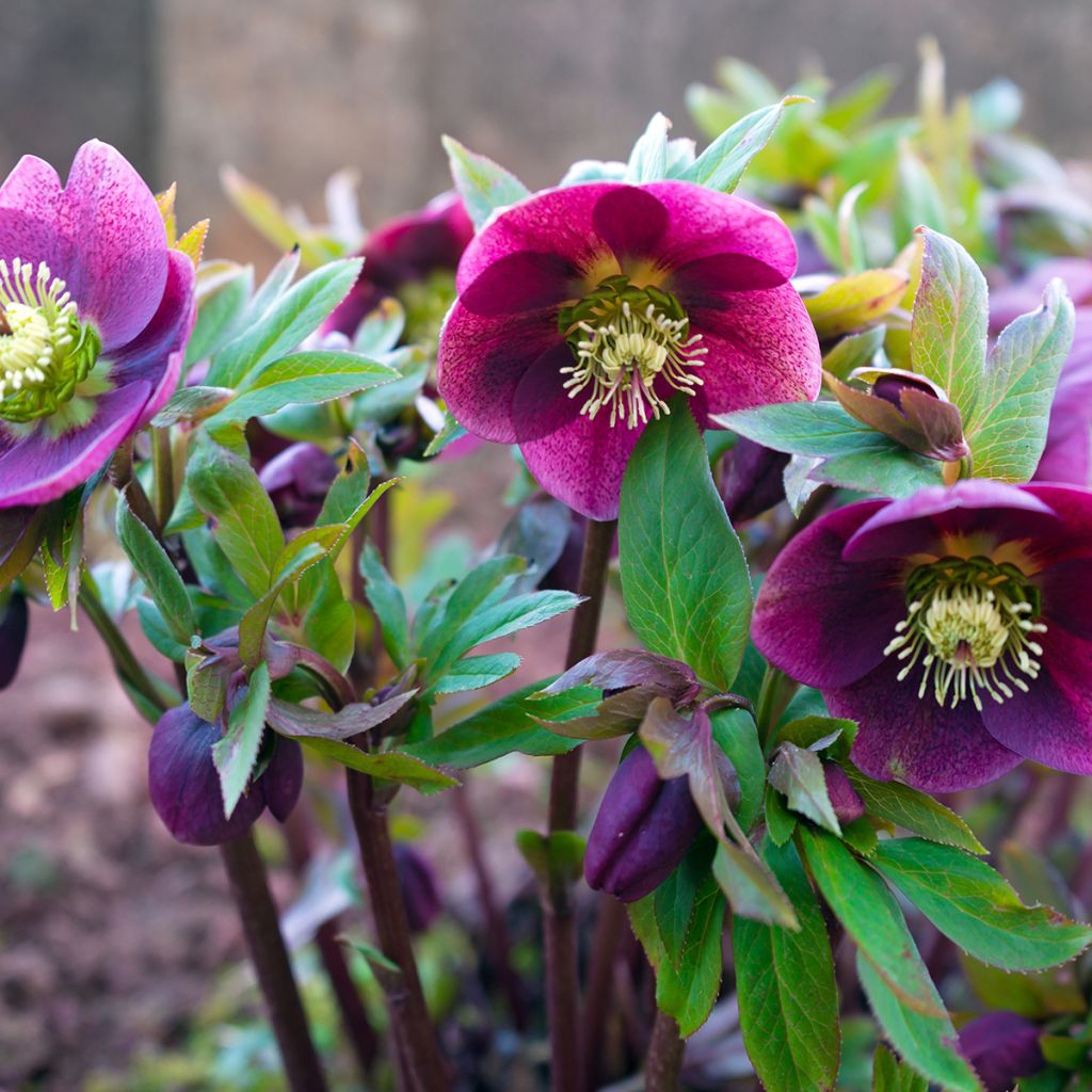 Helleborus Red - Lenteroos