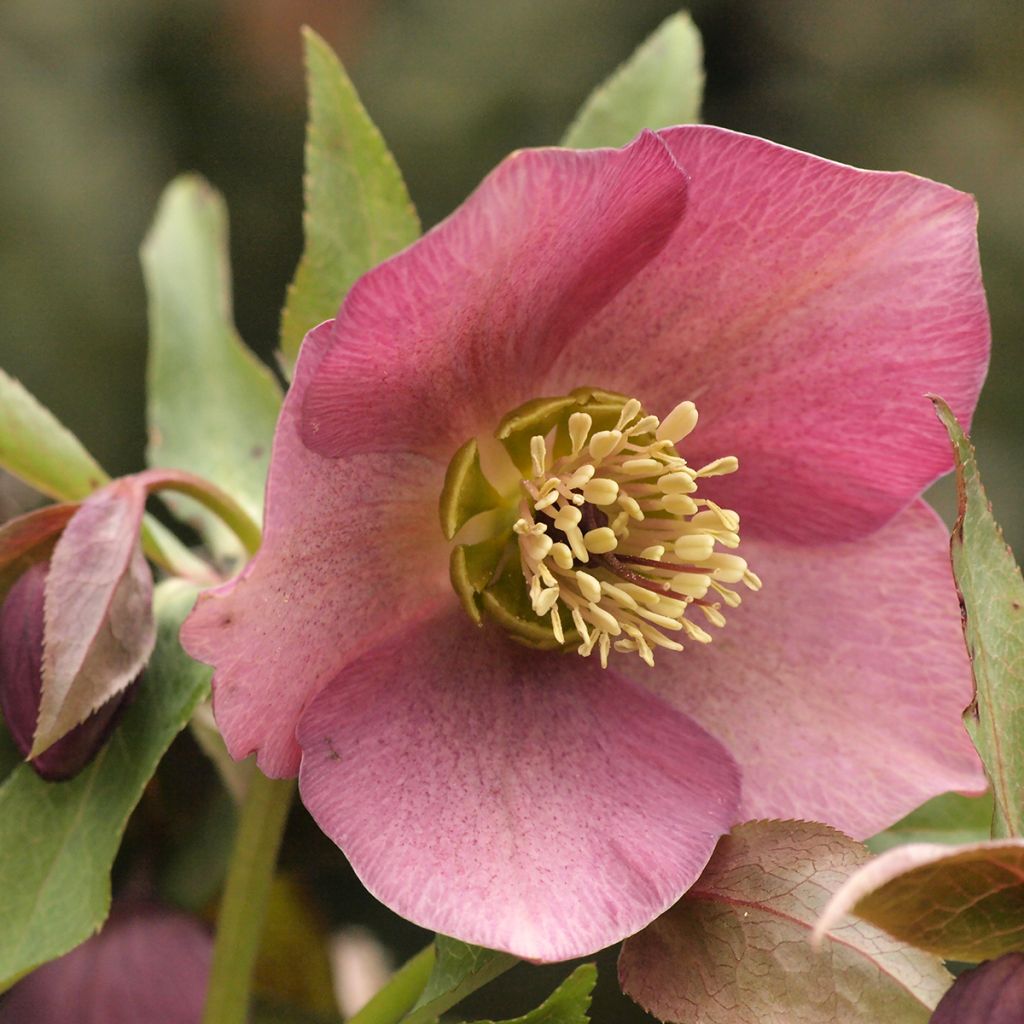 Helleborus purpurascens - nieskruid