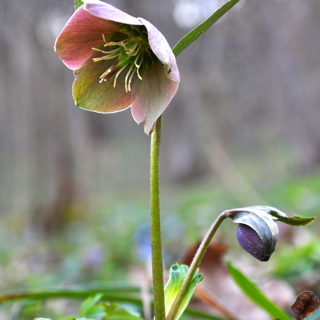Helleborus purpurascens - nieskruid