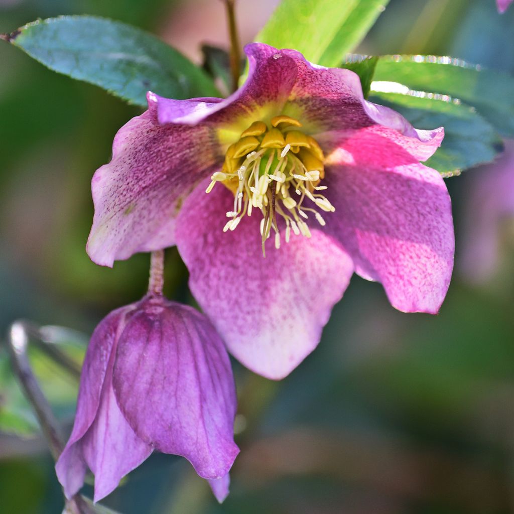 Helleborus purpurascens - nieskruid