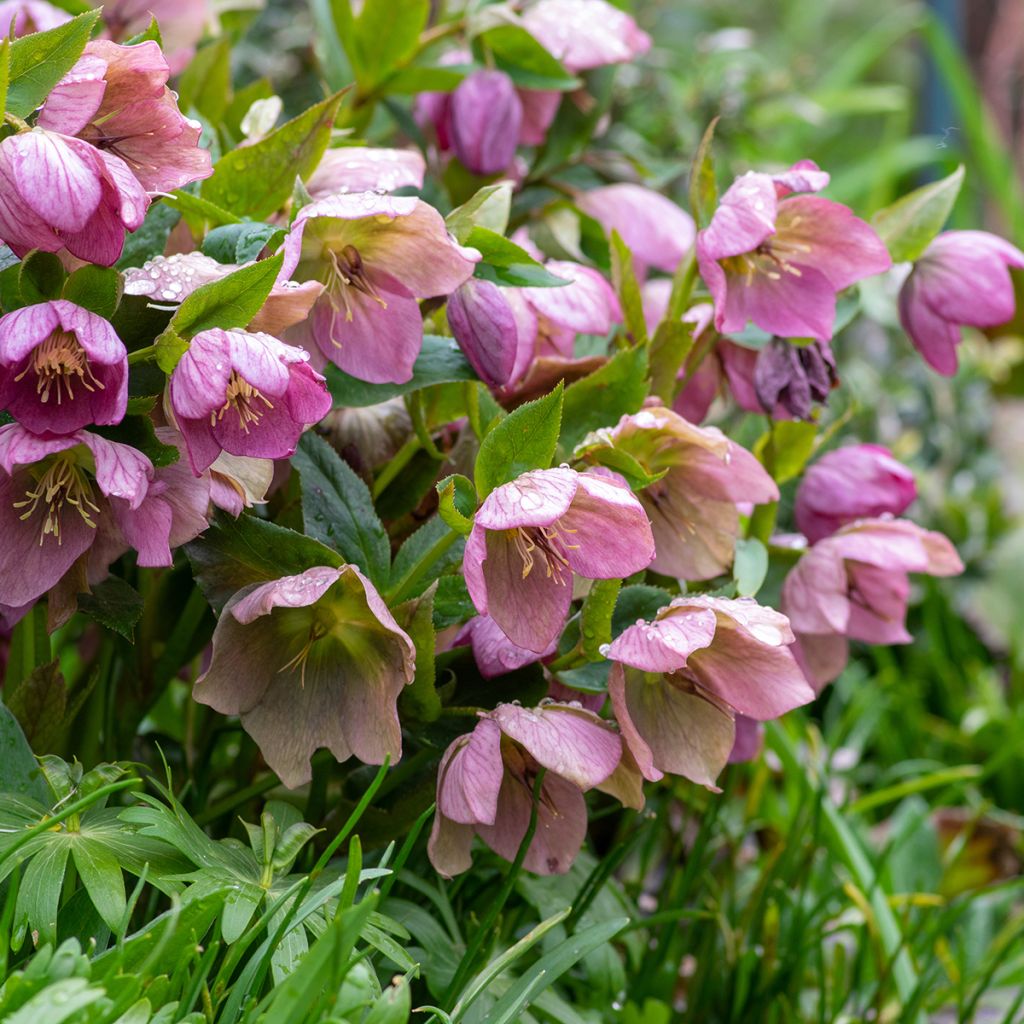 Helleborus purpurascens - nieskruid