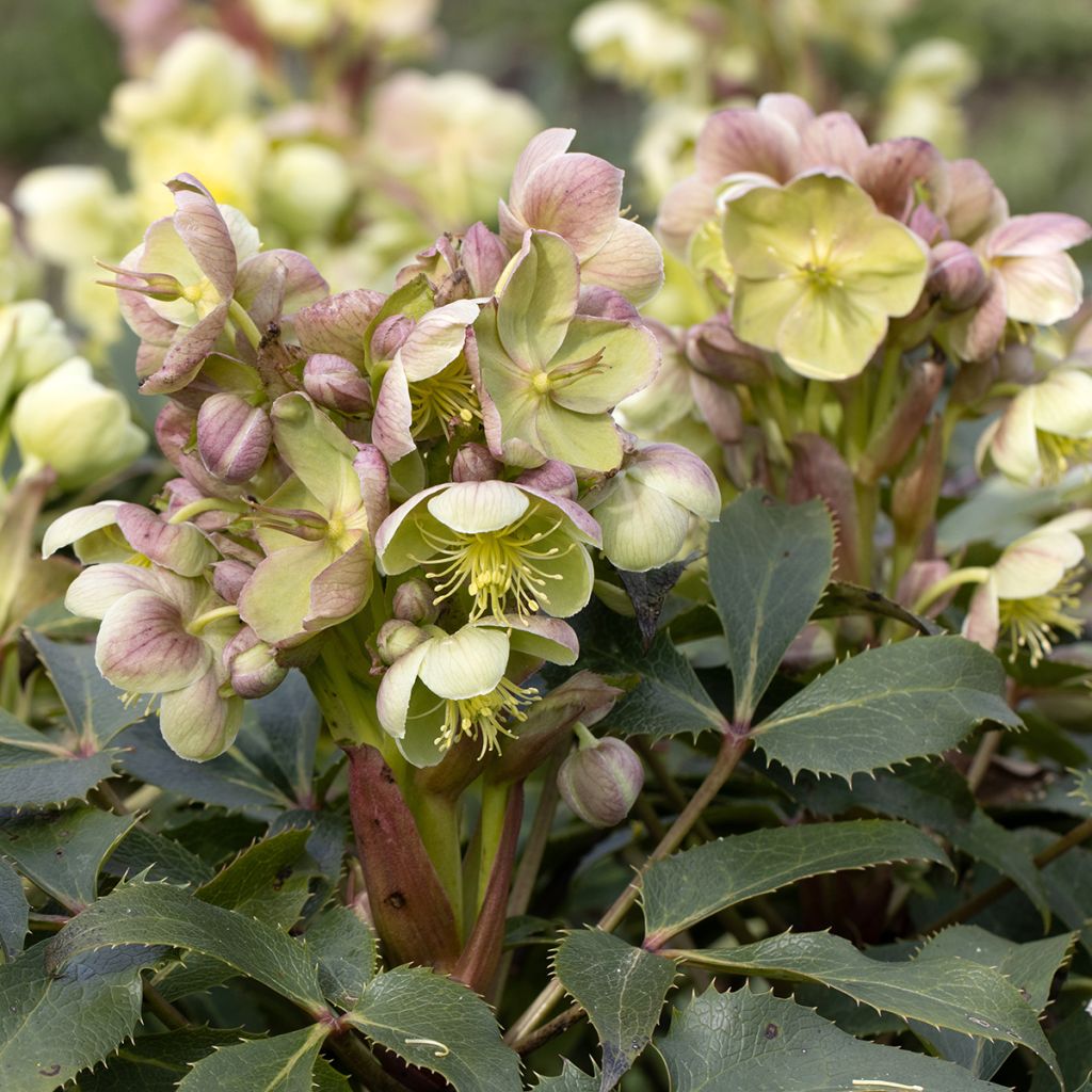 Helleborus sternii - Kerstroos