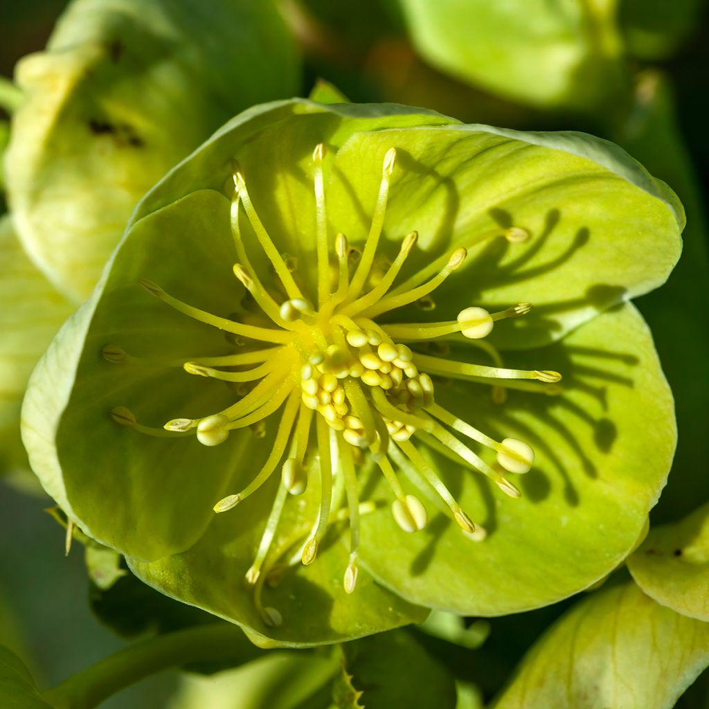 Helleborus sternii Remi - Kerstroos