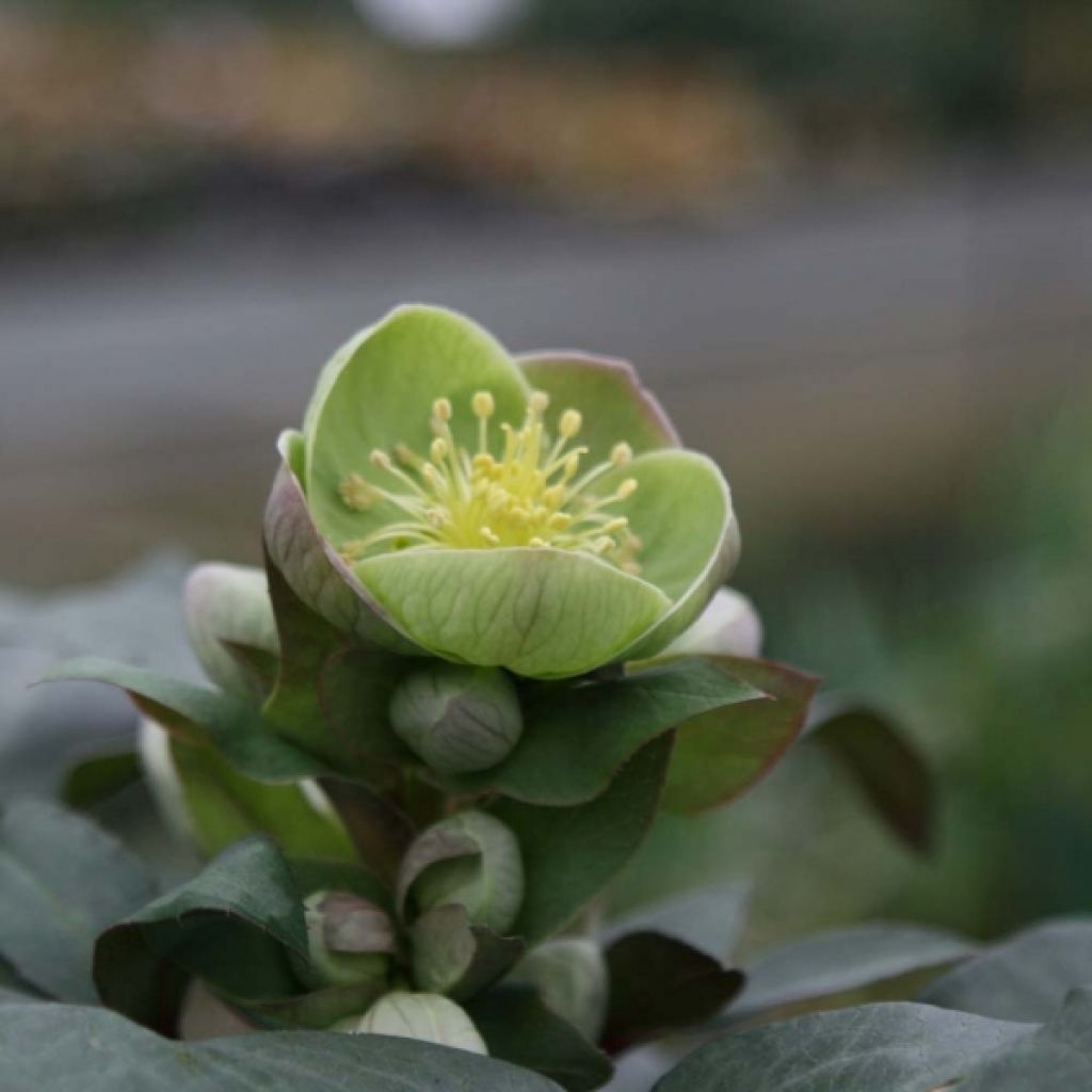 Helleborus sternii Grey Star - Kerstroos