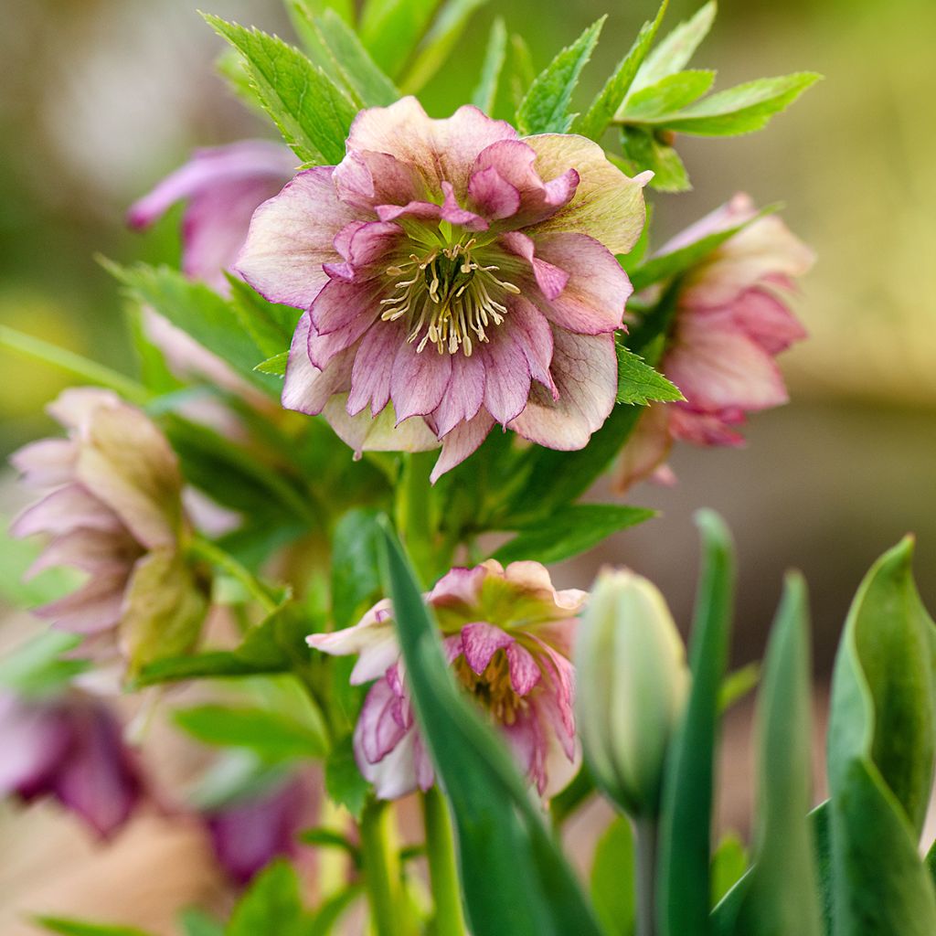 Helleborus torquatus Party Dress Hybriden - nieskruid