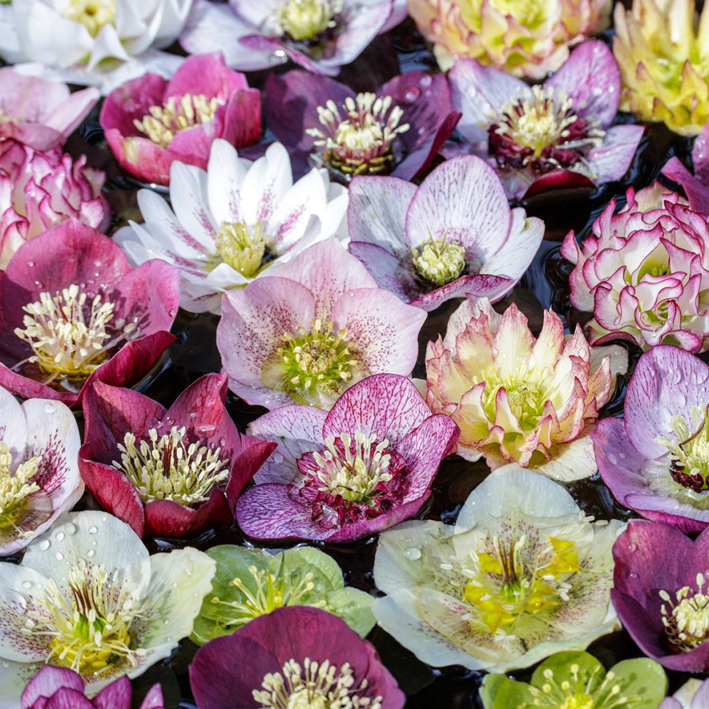 Helleborus orientalis Mix - Lenteroos