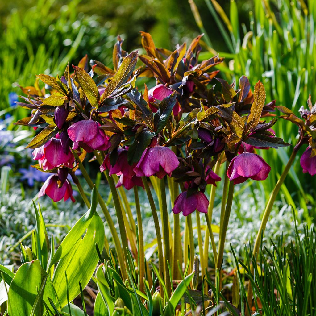 Helleborus orientalis subsp. abchasicus - Oosters nieskruid