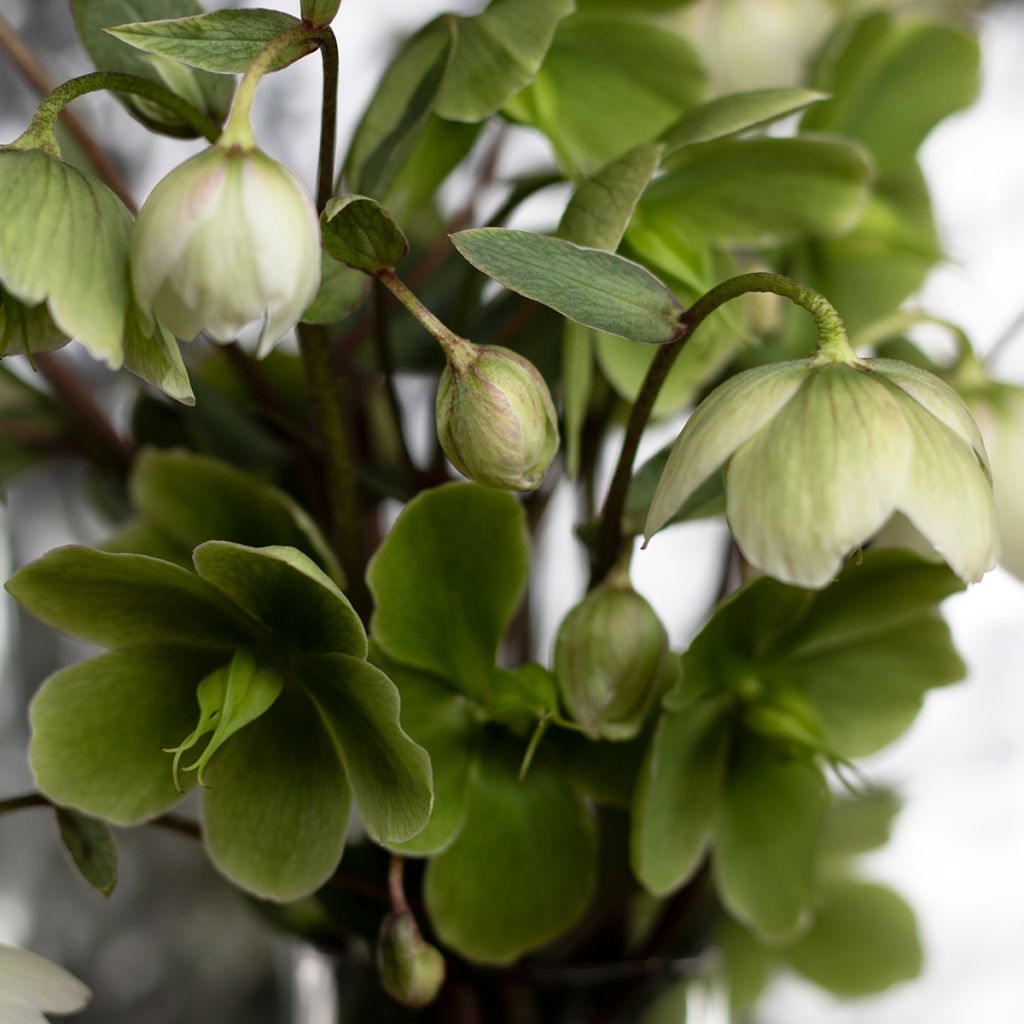 Helleborus thibetanus - Tibetaans nieskruid