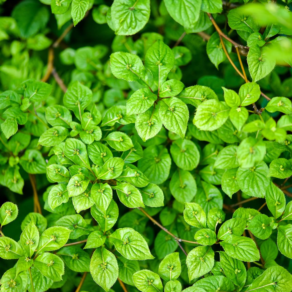 Helwingia japonica - Helwingie van Japan