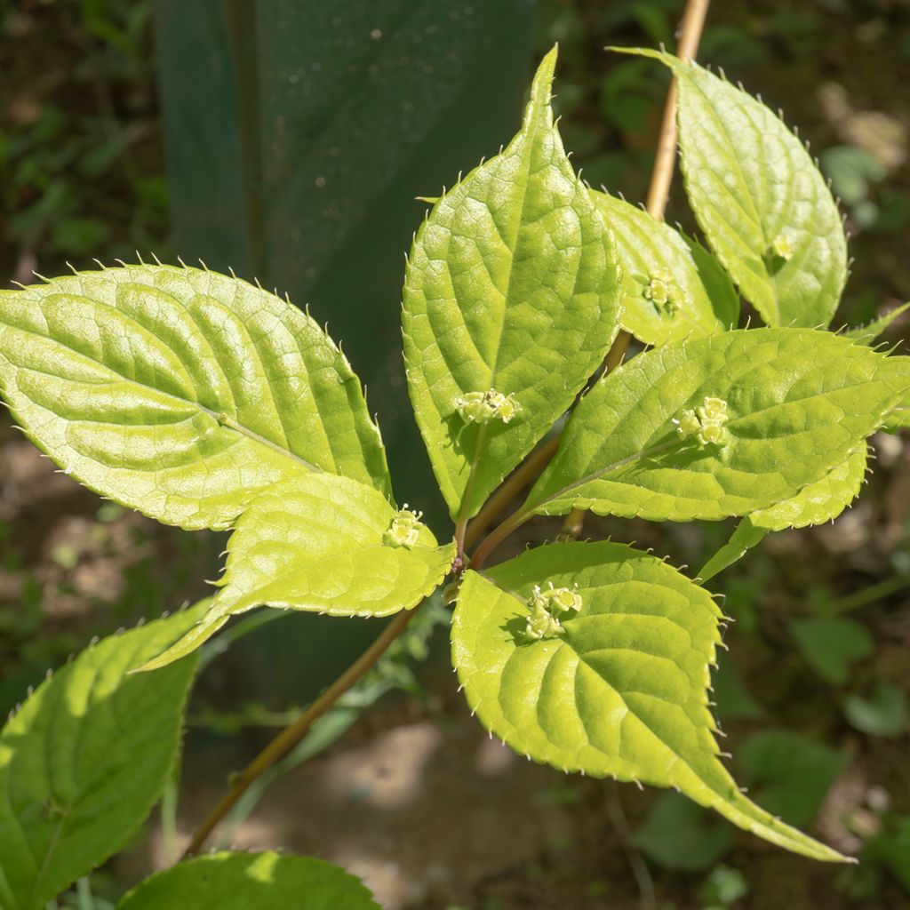 Helwingia japonica - Helwingie van Japan