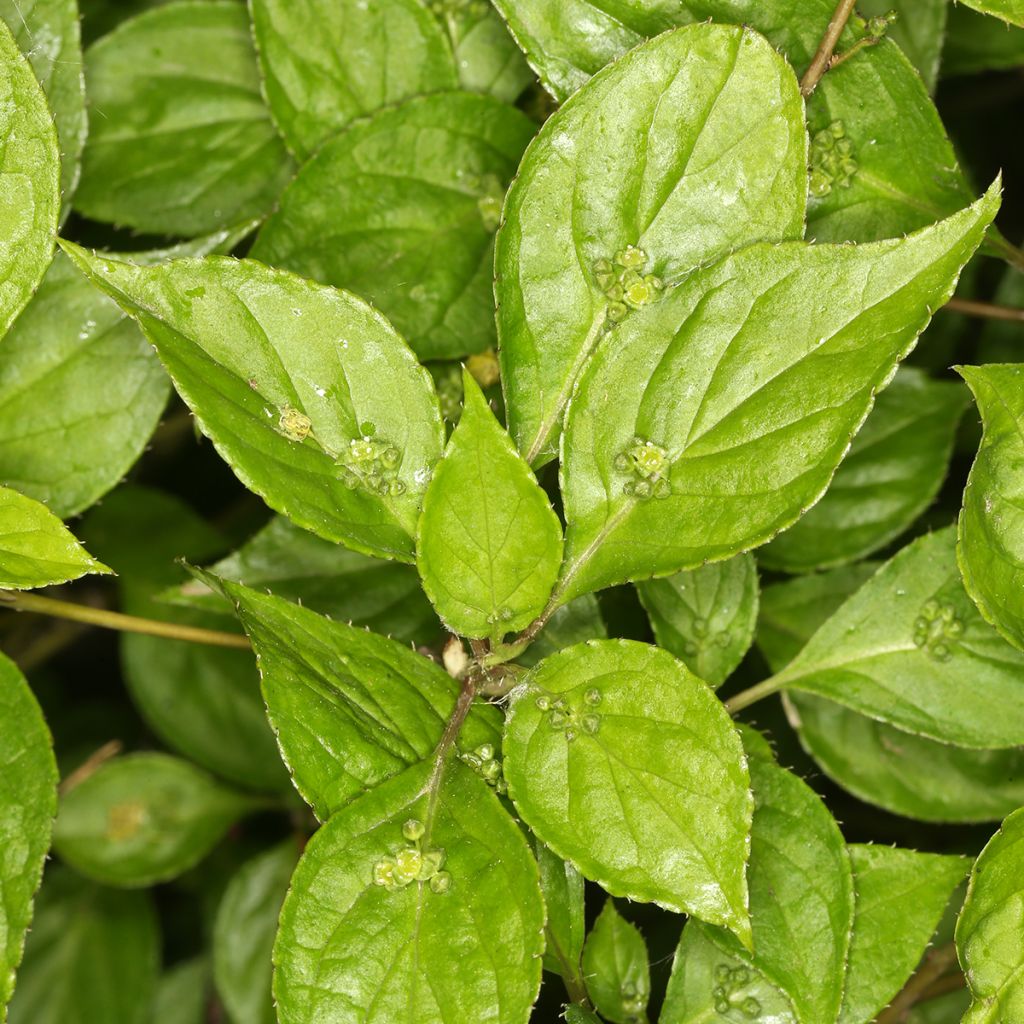 Helwingia japonica mannelijk