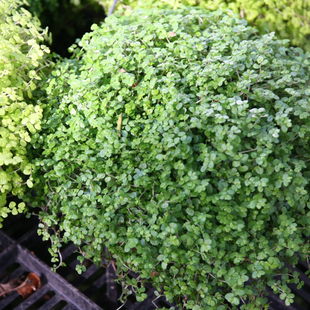 Helxine soleirolii - Slaapkamergeluk