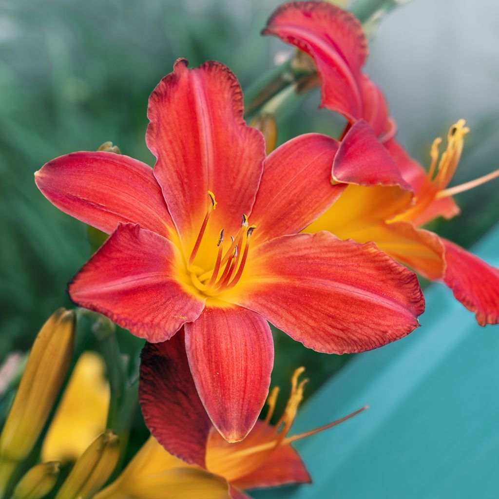 Hemerocallis Amadeus - Daglelie