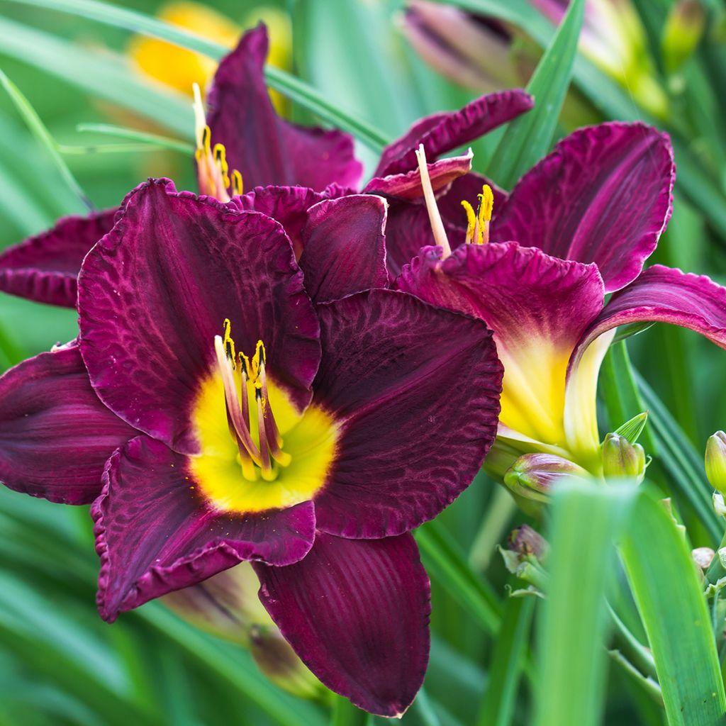 Hemerocallis Bela Lugosi - Daglelie