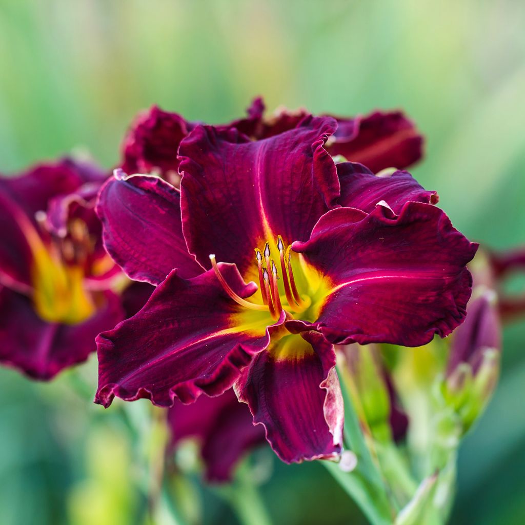 Hemerocallis Bela Lugosi - Daglelie
