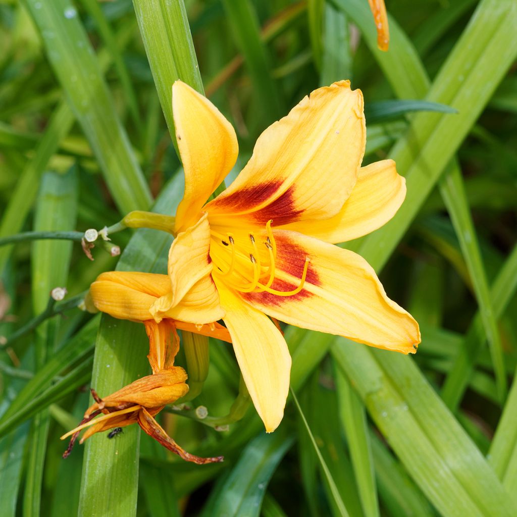 Hemerocallis Bonanza - Daglelie