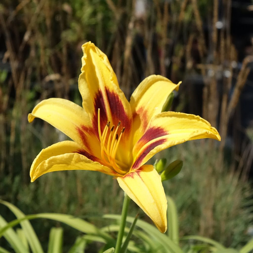 Hemerocallis Bonanza - Daglelie