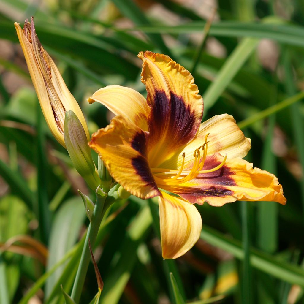 Hemerocallis Canadian Border Patrol - Daglelie