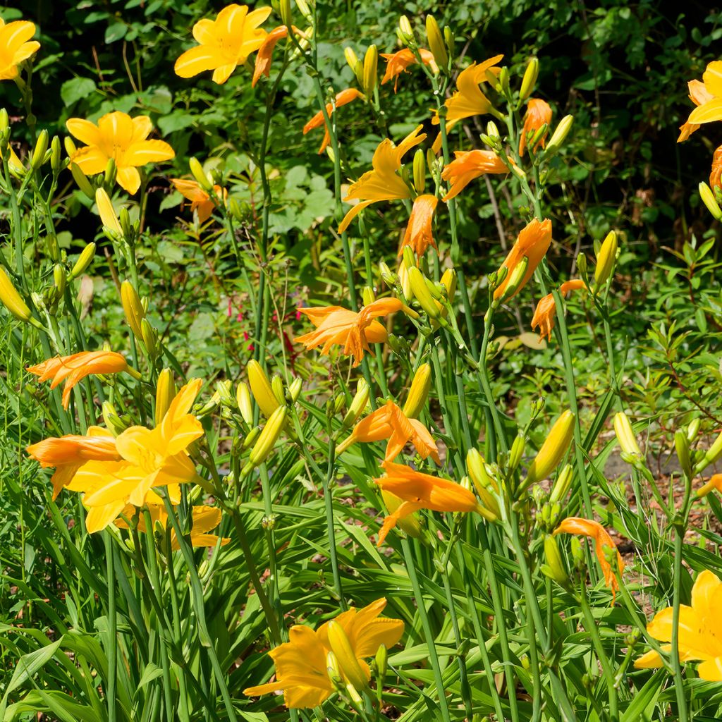 Hemerocallis Cartwheels - Daglelie