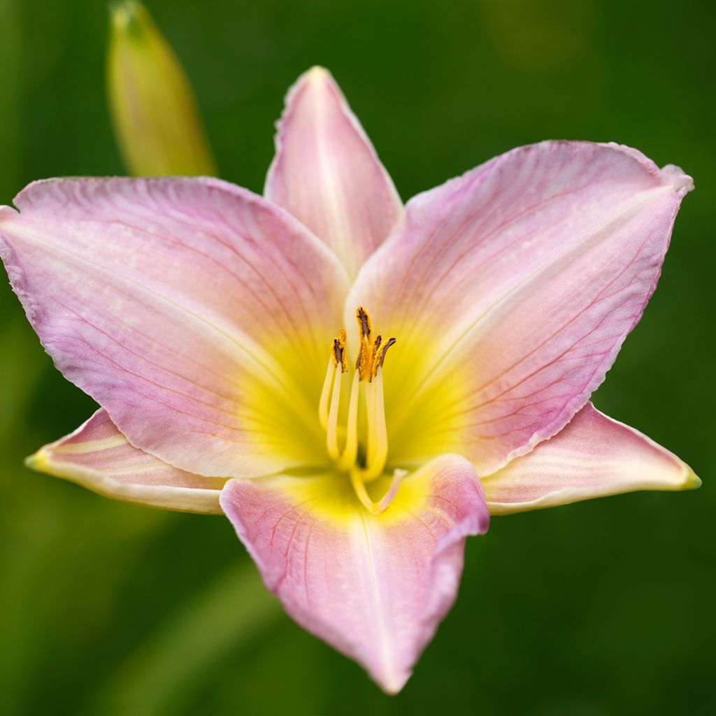 Hemerocallis Catherine Woodbury - Daglelie