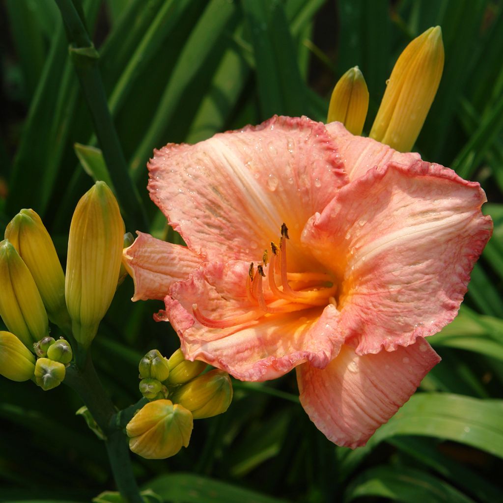 Hemerocallis Childrens Festival - Daglelie