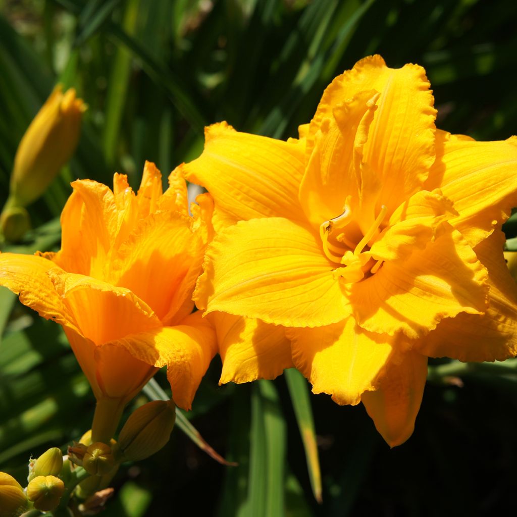 Hemerocallis Condilla - Daglelie