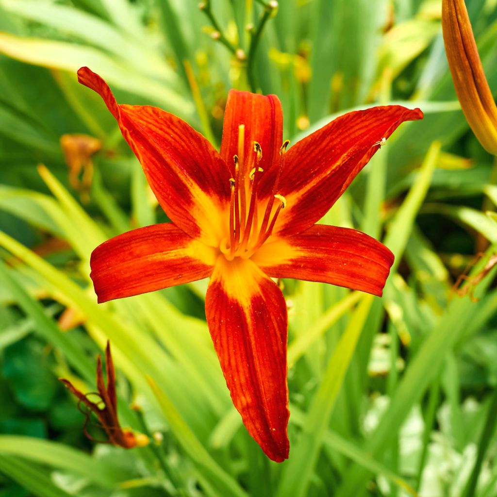 Hemerocallis Crimson Glory - Daglelie
