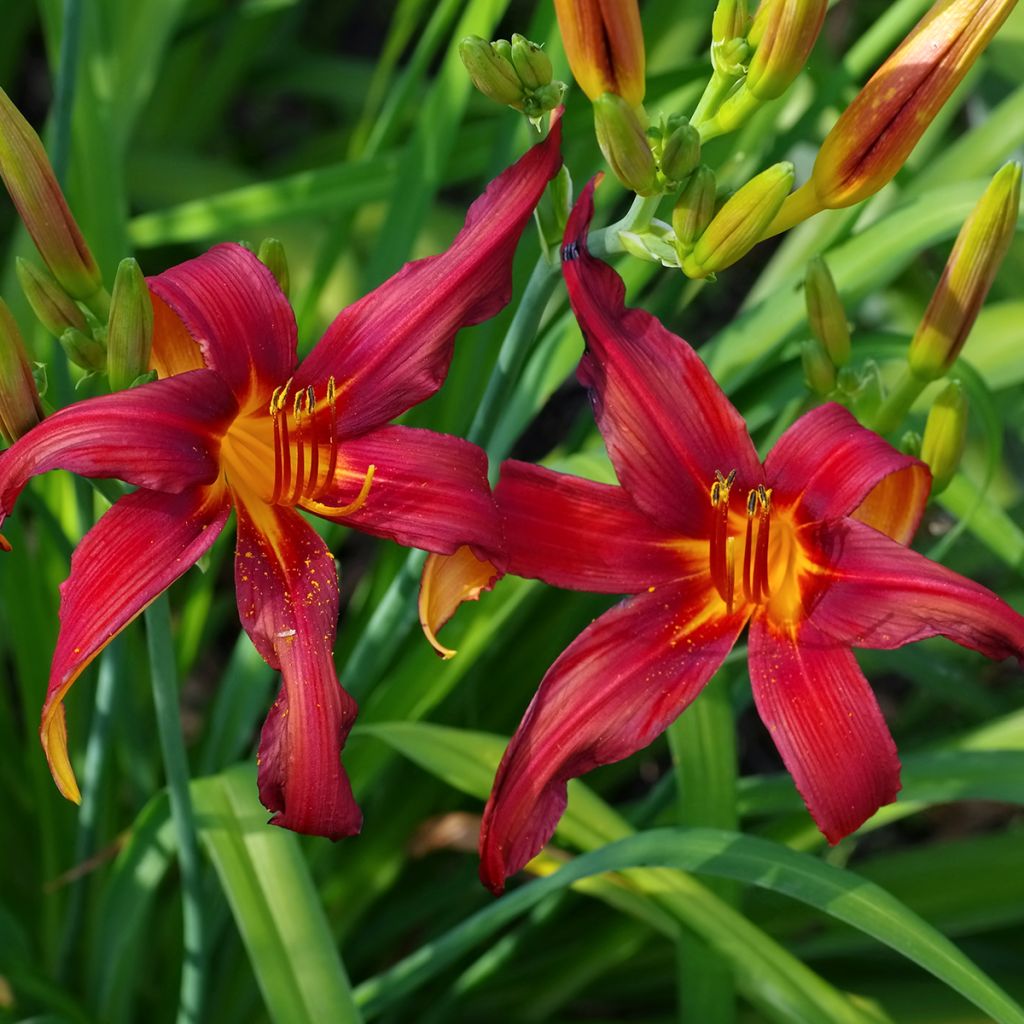 Hemerocallis Crimson Pirate - Daglelie