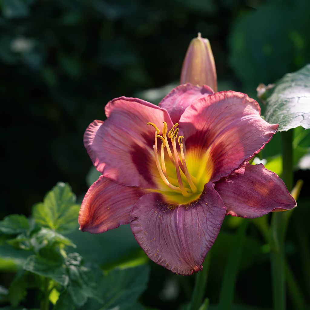 Hemerocallis Daring Deception - Daglelie