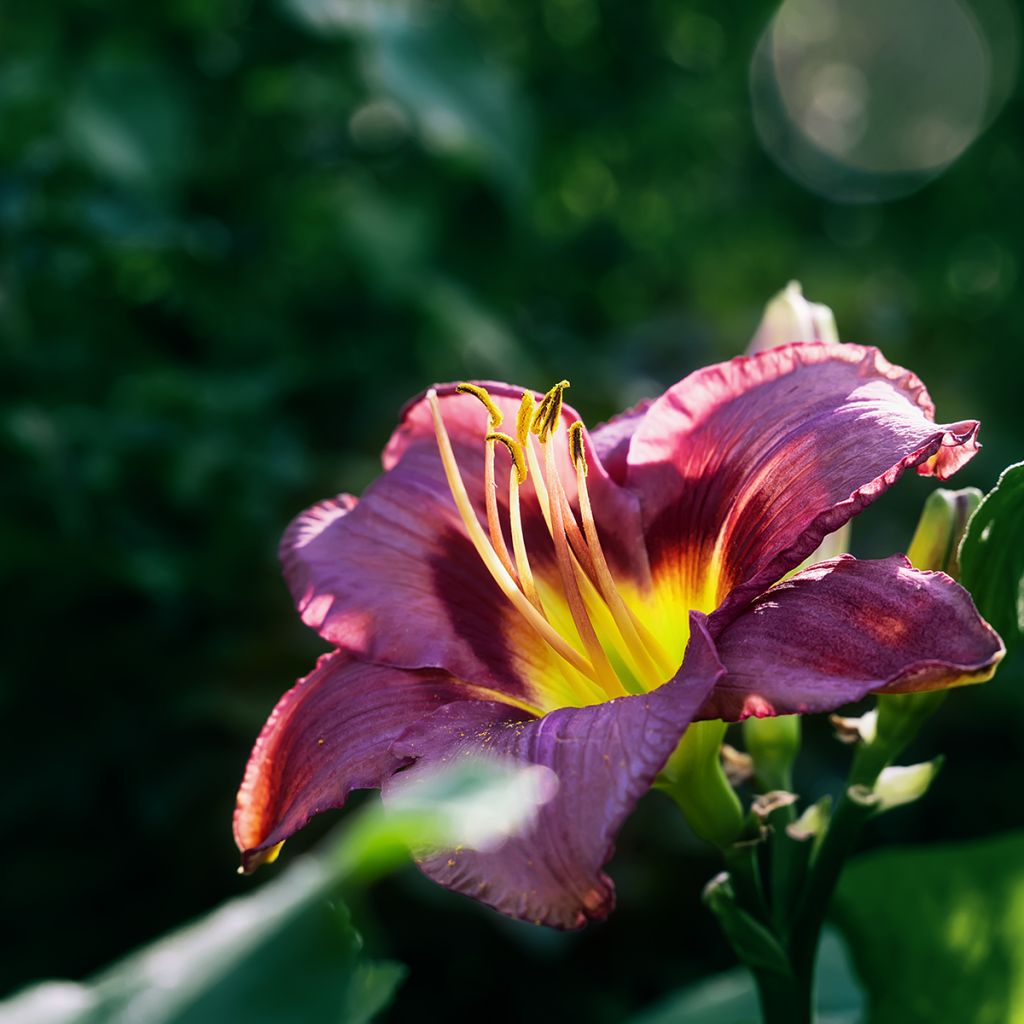 Hemerocallis Daring Deception - Daglelie